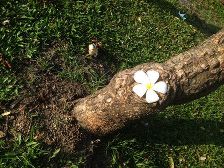 White and yellow plumeria flowers on a tree and grass.の写真素材