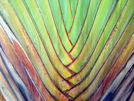 Close up green leaf texture of a banana tree backgroundの写真素材
