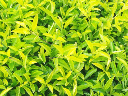 Green leaves background. Verbenaceae, Goldandewdrop, Pigeon berry, Sky flower, Duranta erecta L.,Duranta repens L.の写真素材