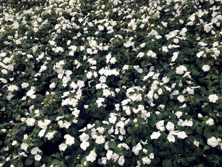 Nature view of white flowers blooming in garden under sunlight. Vinca Rosea, Periwinkle, Sadabaharの写真素材