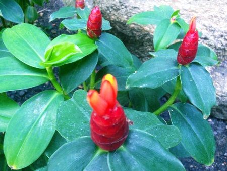 Red Zingiber zerumbet (awapuhi), have been used as food flavoring and appetizers in various cuisines while the rhizome extracts have been used in herbal medicine.の写真素材