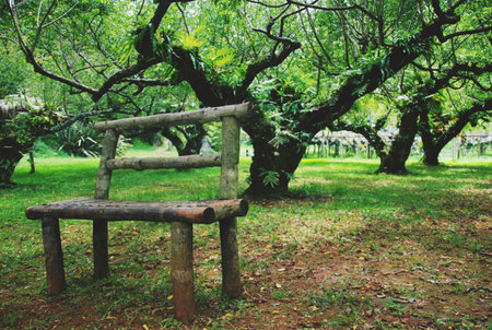 The empty wooden timber bench in nature are filled with many kinds of trees.の写真素材