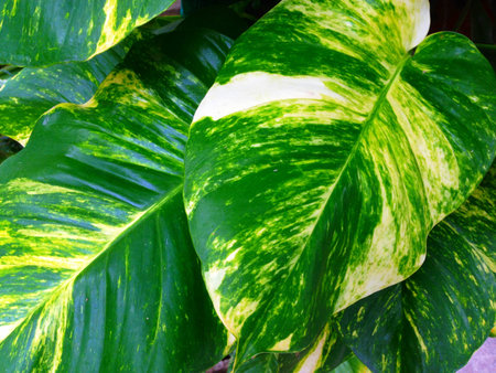 Scindapsus aureus, Epipremnum aureum, Devil's iIvy, Hunter's-robe or Golden pothos is creeper tree. Popular planted in ornamental trees in buildings and houses, which are beautiful trees, leaves and sawn.の写真素材