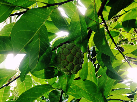 Sugar apple, Custard apple, Sweetsop or Annona squamosa Linn. The fruit is white to sweet with black seeds.の写真素材
