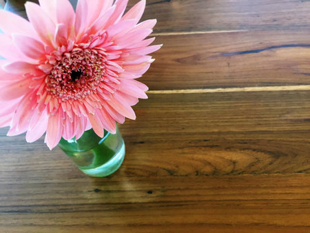 Gerbera, Barberton daisy or Gerbera jamesonii hybrida popular people decorate the house.の写真素材
