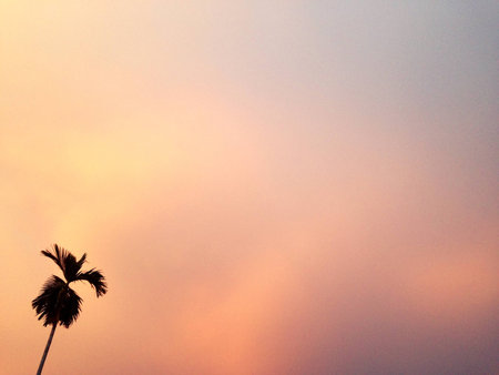 Dark silhouettes of Palm trees against sky and clouds background.の写真素材