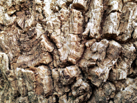 The background is patterned from the bark of the tree.の写真素材