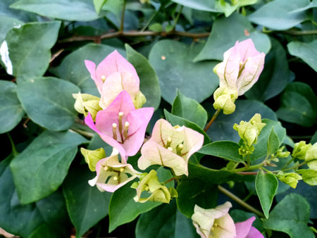 Pink and white Bougaville Flowerの写真素材