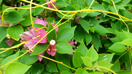 Pink Bougaville Flowerの写真素材