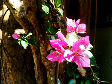 Pink and white Bougaville Flowerの写真素材