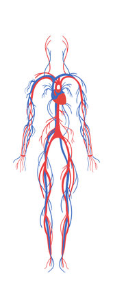 Nervous system flat icon Human anatomyのイラスト素材
