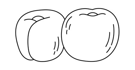 Cherry in line art illustration Hand drawn detailed sketch artのイラスト素材