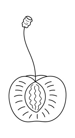 Half of cherry illustration in line art illustrationのイラスト素材