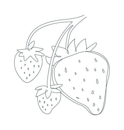 Organic tasty strawberries in line art Design elementのイラスト素材