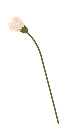 Chamomile Flower With Stemのイラスト素材