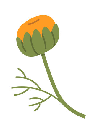 Chamomile Stem With Budのイラスト素材