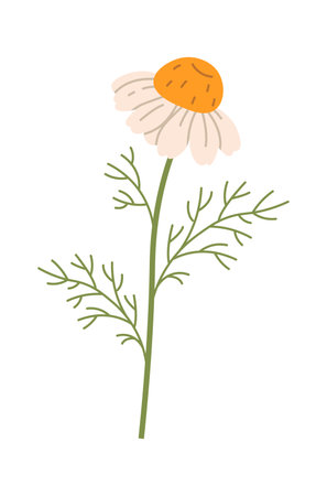 Chamomile Flowers Branchのイラスト素材