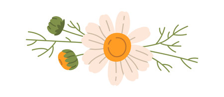 Chamomile Flower Ornamentのイラスト素材