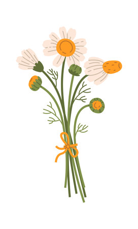 Bouquet Of Chamomile Flowersのイラスト素材