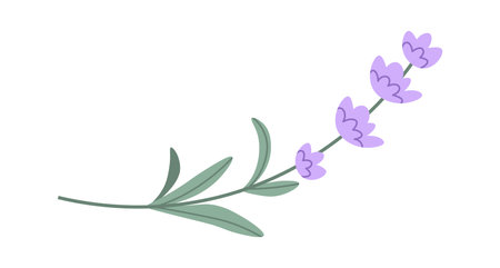 Lavender Flowers Brunchのイラスト素材
