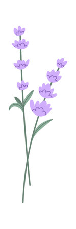 Lavender Flowers Brunchesのイラスト素材