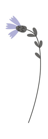 Cornflower wildflower illustrationのイラスト素材