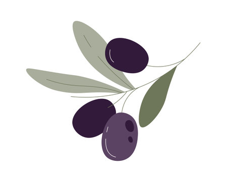 Olive fruits on branch with leavesのイラスト素材
