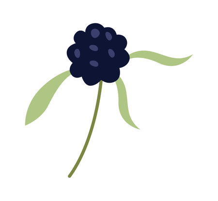 Mulberry Berry On Stemのイラスト素材