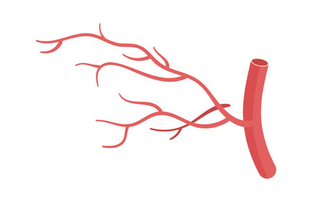 Blood Vessel Illustrationのイラスト素材