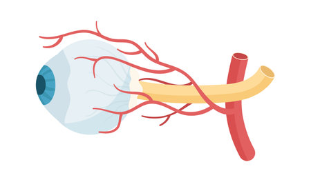 Anatomy Of Human Eyeのイラスト素材