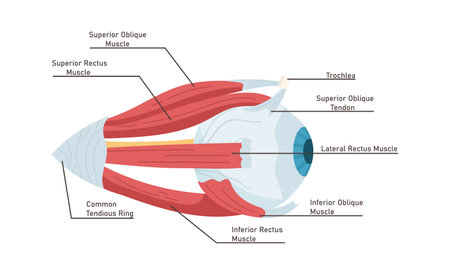 Anatomy Of Human Eyeのイラスト素材