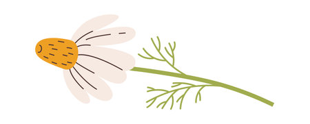 Chamomile Flower On Stemのイラスト素材