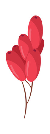 Barberry Berries Branchのイラスト素材