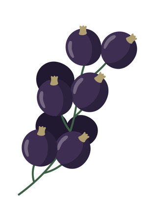 Blackcurrant Berries Branchのイラスト素材