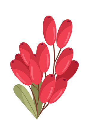Barberry Berries Branchのイラスト素材