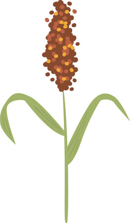 Ear Of Sorghumのイラスト素材