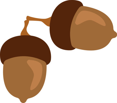 Acorns Oak Fruitsのイラスト素材