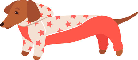 Dachshund Dog In Jacketのイラスト素材