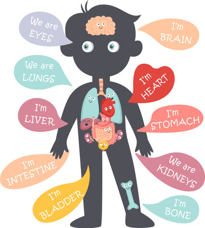 Human Body Organs Education Illustrationのイラスト素材