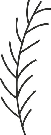 Fir Tree Branchのイラスト素材