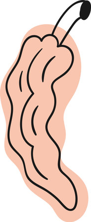 Dry Pepper Spices Linedのイラスト素材