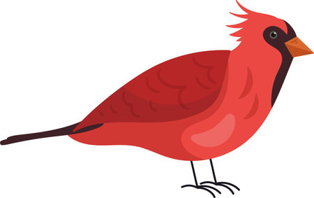 Northern Cardinal Birdのイラスト素材