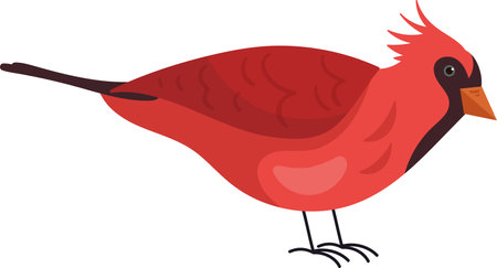 Northern Cardinal Birdのイラスト素材