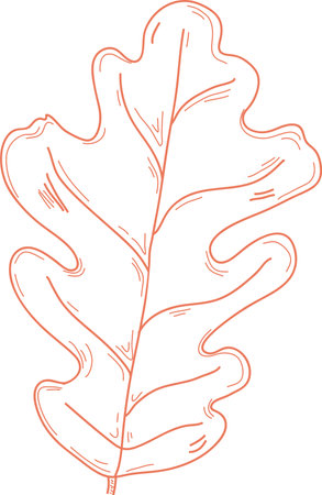 Sketch Autumn Oak Leafのイラスト素材