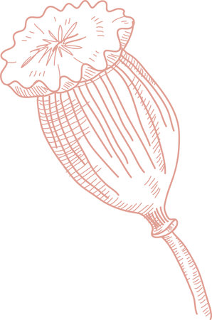 Sketch Poppy Flower Seedのイラスト素材