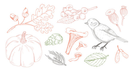 Autumn natural fruit, vegetable, acorn elements, bird and mushroom sketch drawing style in colorのイラスト素材