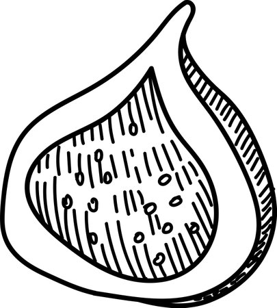 Hand-Drawn Fig Slice Sketchのイラスト素材