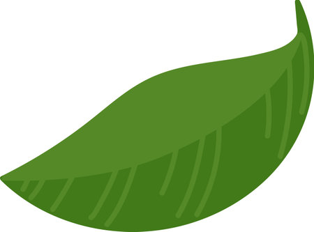 Curved Leaf with Veinsのイラスト素材