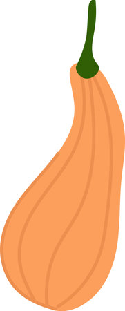 Curved Squash with Stemのイラスト素材