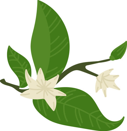 Lemon Branch with Leaves and Blossomのイラスト素材